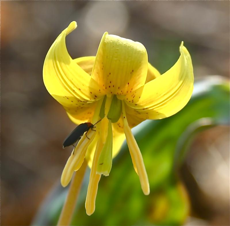 Image de l'érythrone d'Amérique