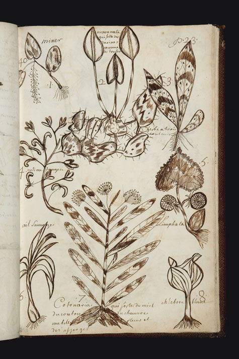 Extrait du Codex canadensis